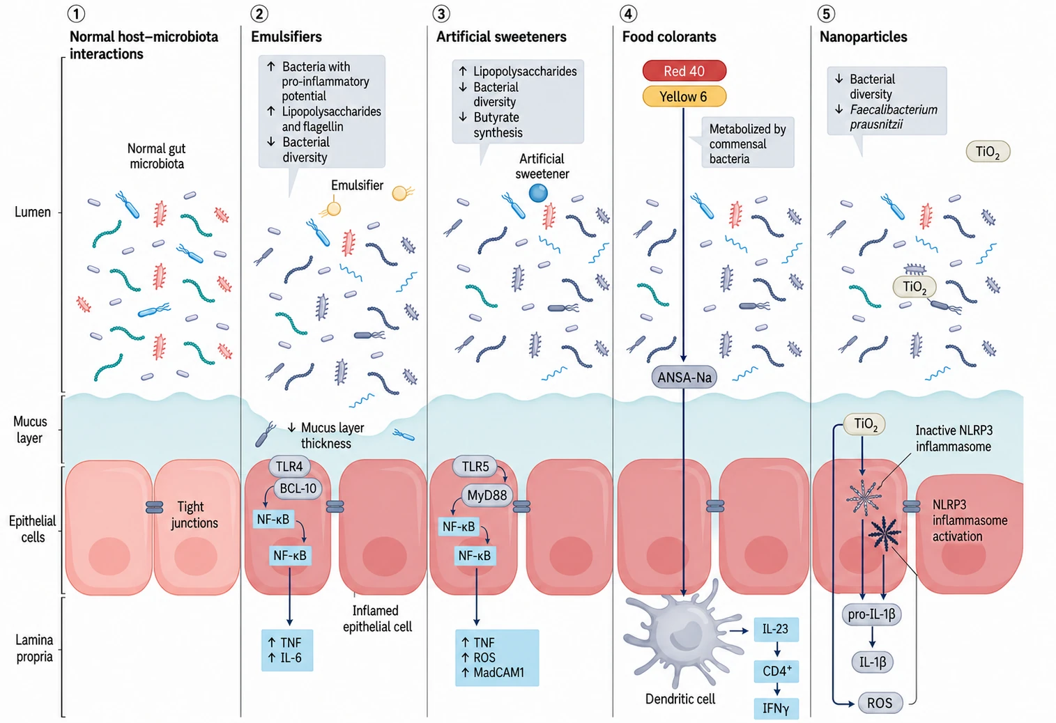 Translated diagram from the researchers, 2024: effects of emulsifiers, artificial sweeteners, dyes and nanoparticles on the microbiome, the mucosal barrier and gut inflammation