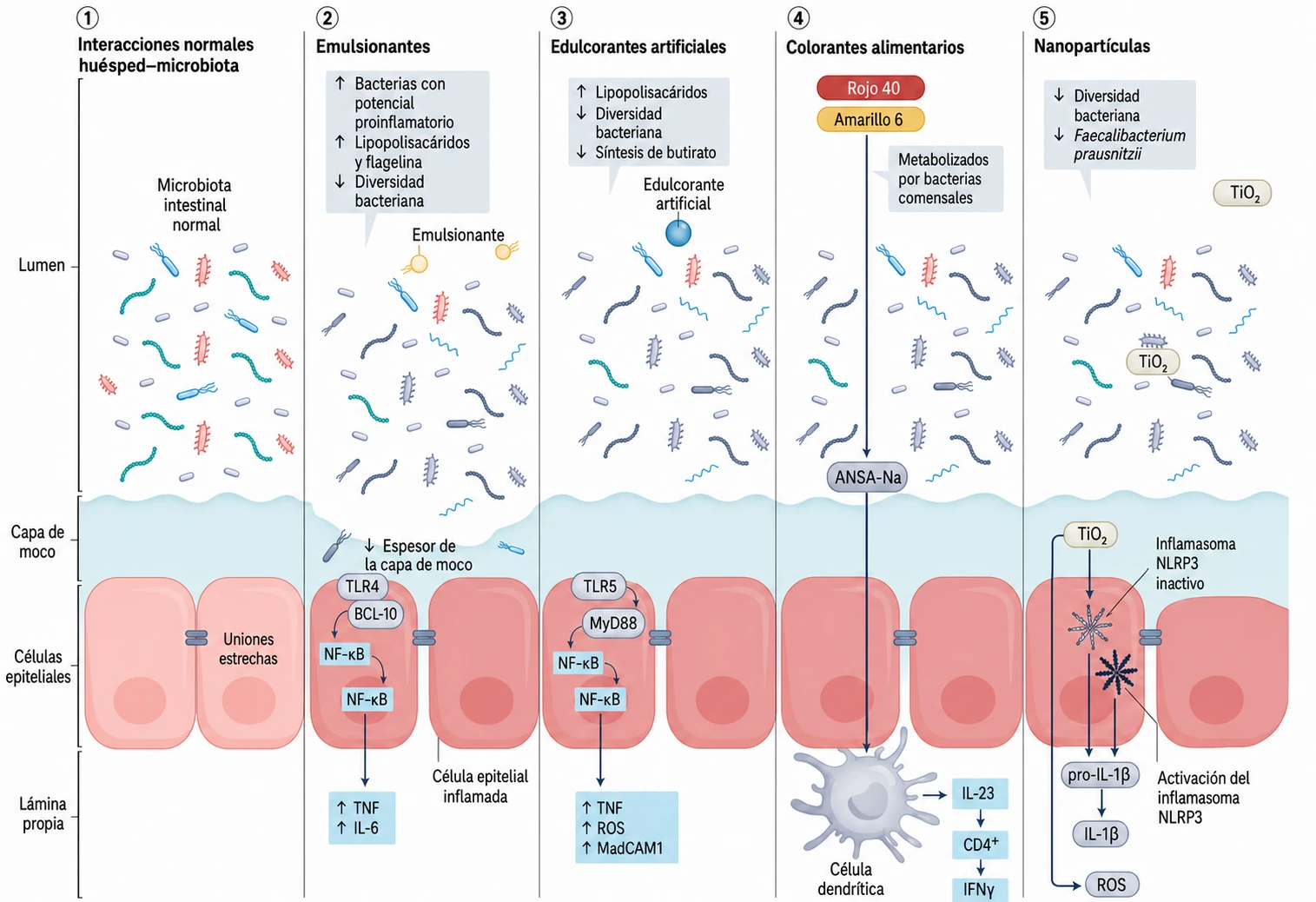 Diagrama los investigadores, 2024: efectos de los emulsionantes, edulcorantes artificiales, colorantes y nanopartículas sobre el microbioma, la barrera mucosa y la inflamación intestinal