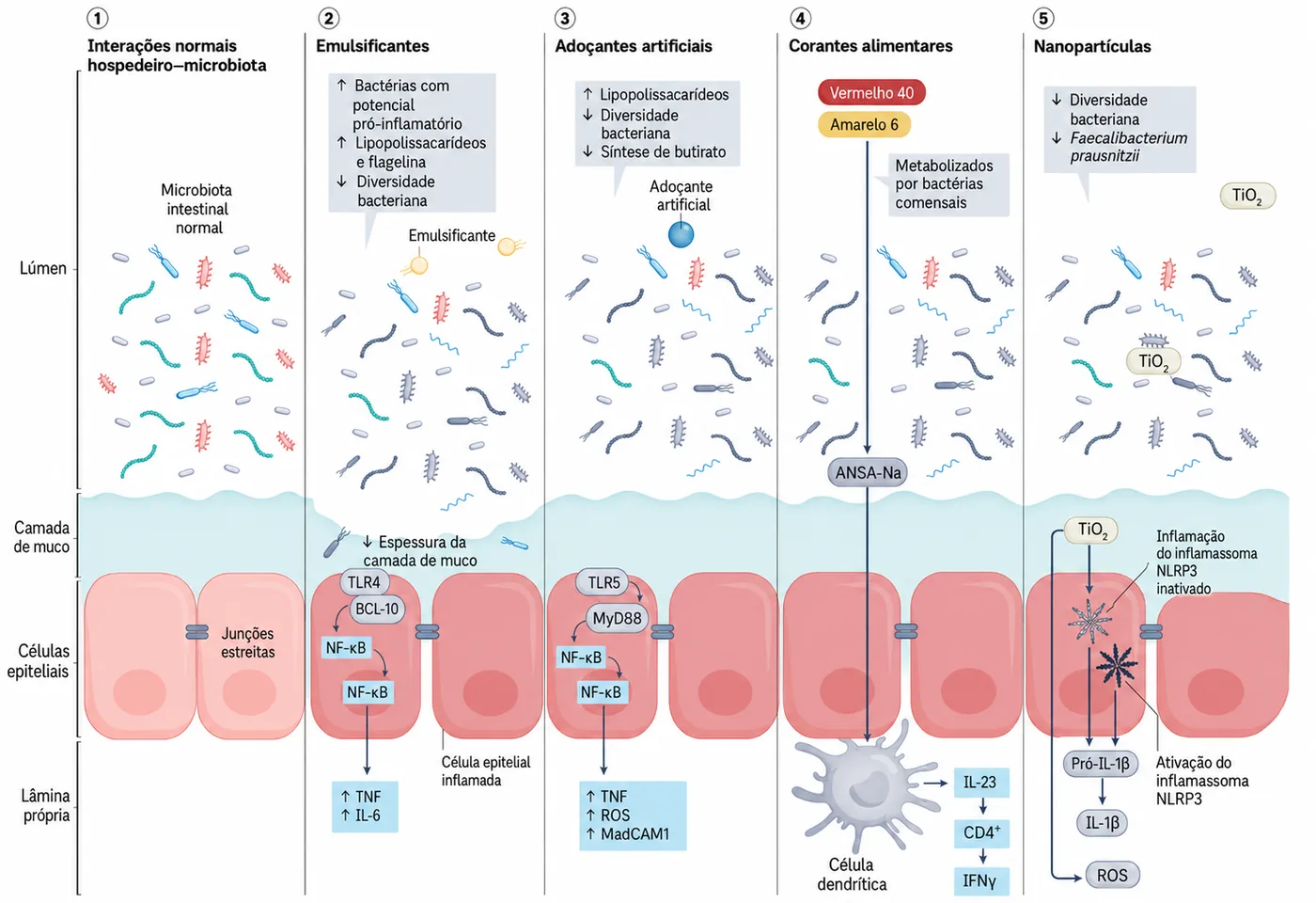 Diagrama traduzido de Whelan et al., 2024: efeitos de emulsificantes, adoçantes artificiais, corantes e nanopartículas