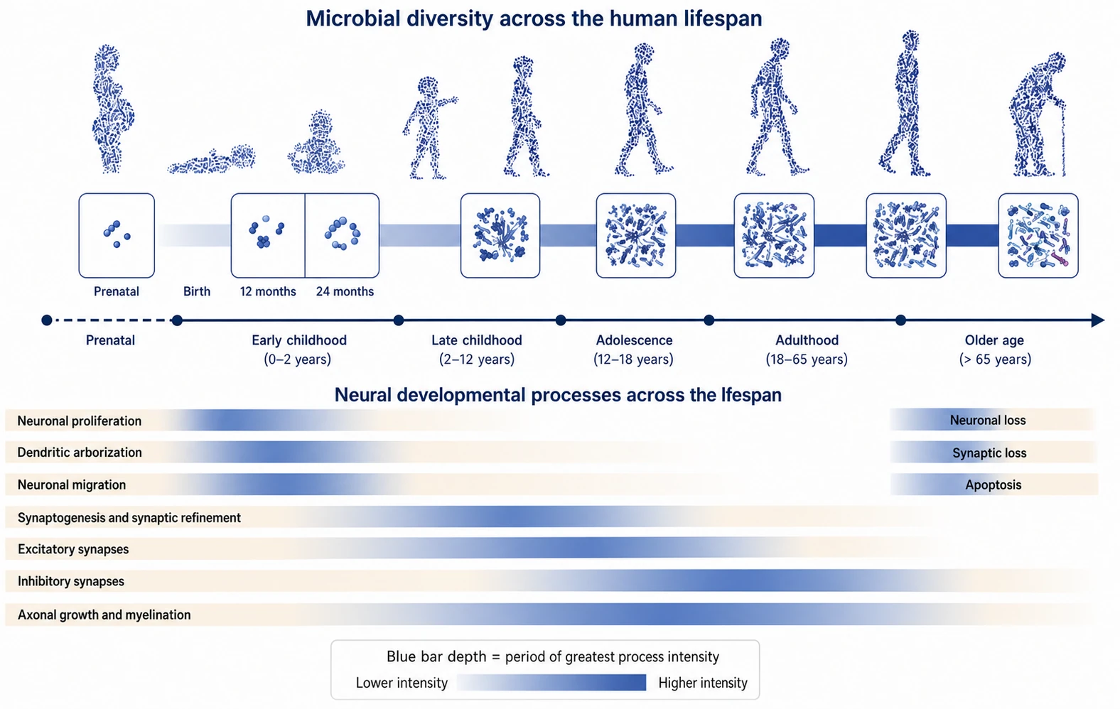 Illustration of microbial diversity across the lifespan, from the prenatal period to old age, and its relationship with neural development