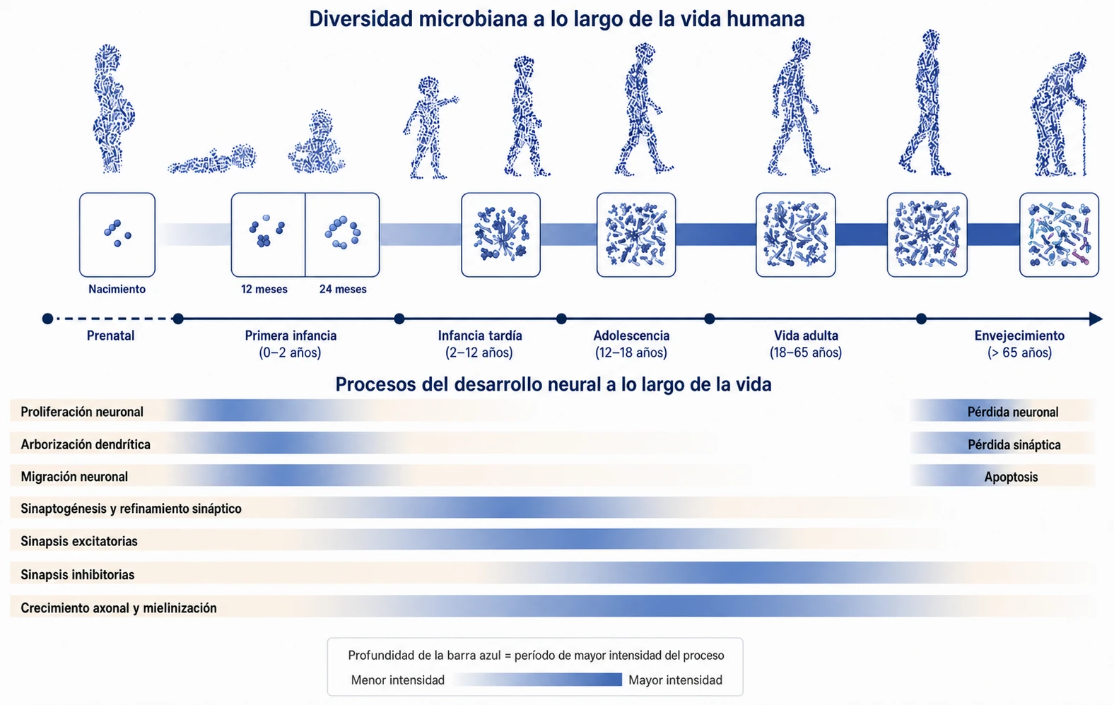 Ilustración de la diversidad microbiana a lo largo de la vida, desde el período prenatal hasta la vejez, y su relación con el desarrollo neural