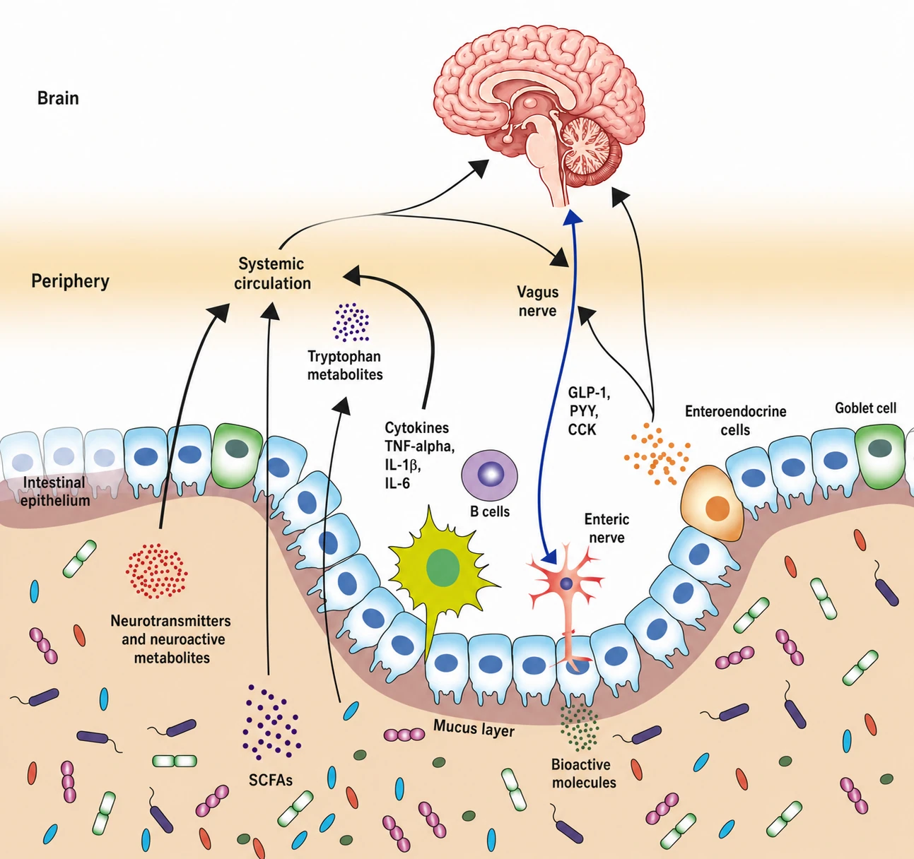 Cross-sectional illustration of the gut epithelium showing the vagus nerve, enteroendocrine cells, GLP-1/PYY/CCK hormones, short-chain fatty acids and cytokines
