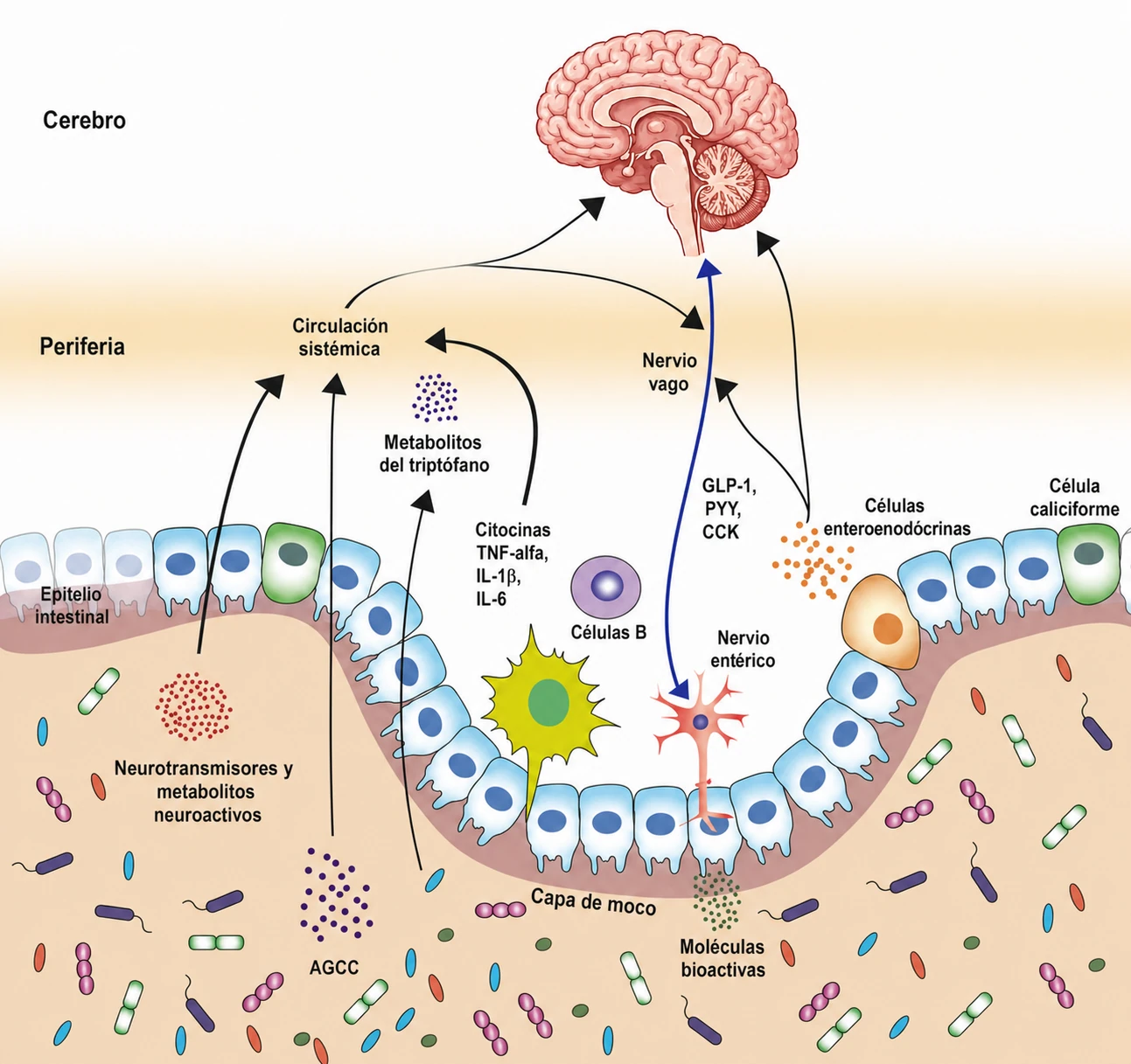 Ilustración en corte transversal del epitelio intestinal que muestra el nervio vago, las células enteroendocrinas, las hormonas GLP-1/PYY/CCK, los ácidos grasos de cadena corta y las citoquinas