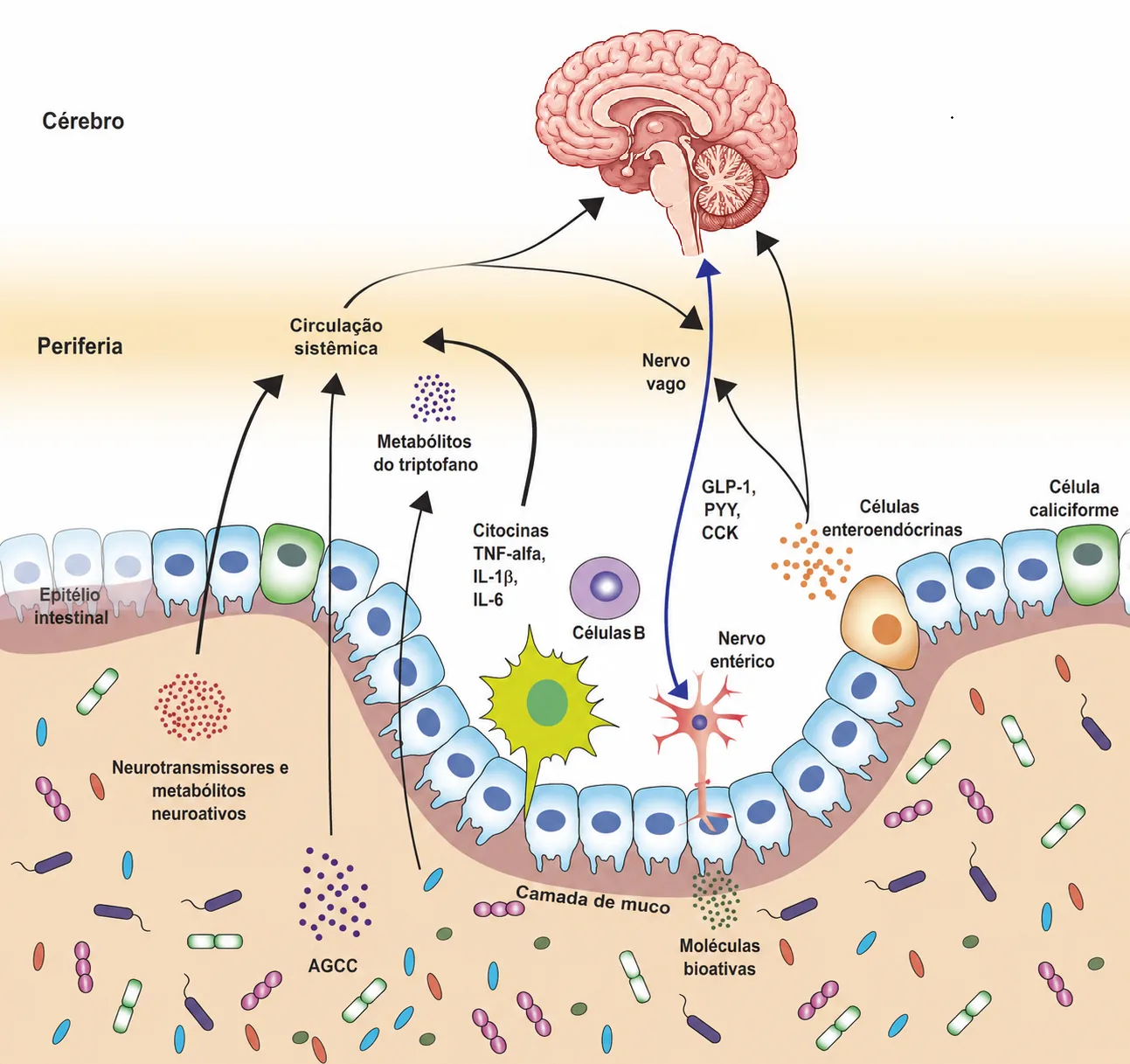 Corte transversal do epitélio intestinal com nervo vago, células enteroendócrinas e hormônios GLP-1/PYY/CCK